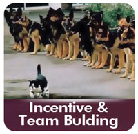 incentive & team building